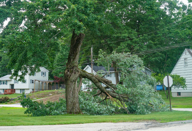 Best Emergency Storm Tree Removal  in Palmview South, TX